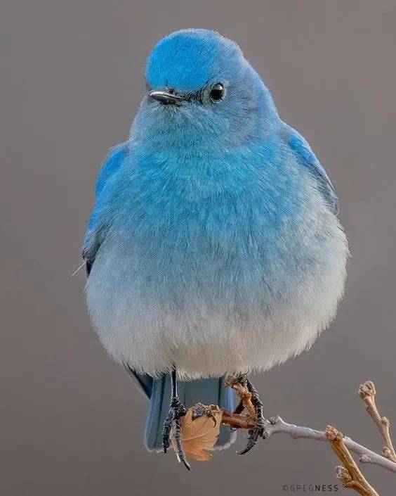 又到了欣赏小肥啾的季节太可爱了