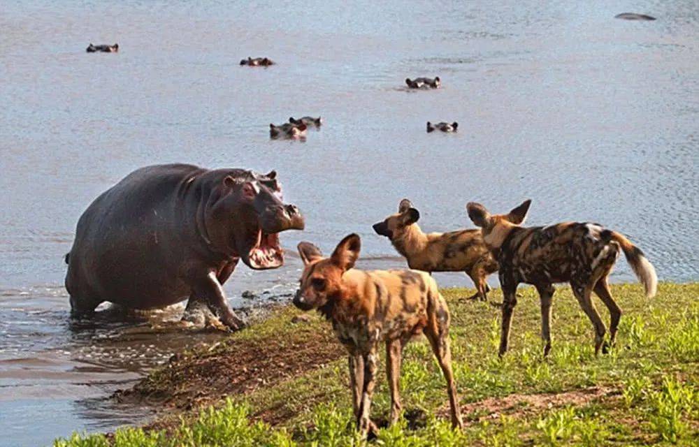 鬣狗隔空挑衅河马河马上岸后一脸的蒙圈