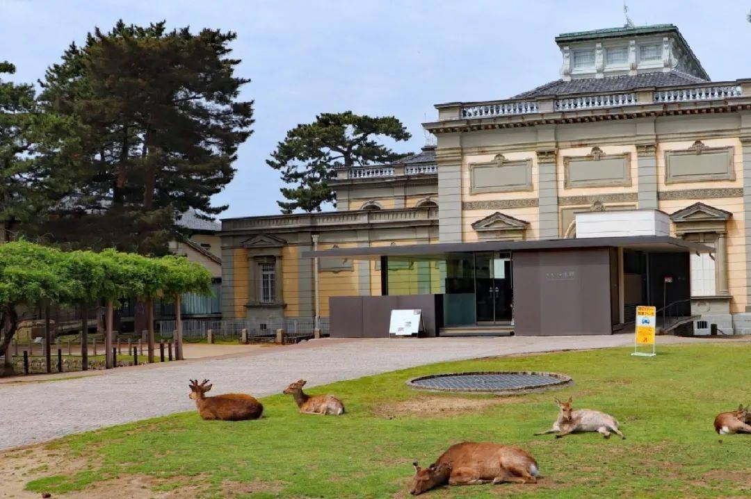 奈良國立博物館位於奈良公園一角,毗鄰東大寺,春日大社,亦有小鹿環繞.