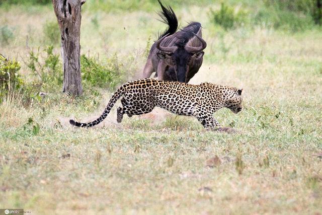 南非公猎豹与雌性角马激战5小时 成功捕食其幼崽