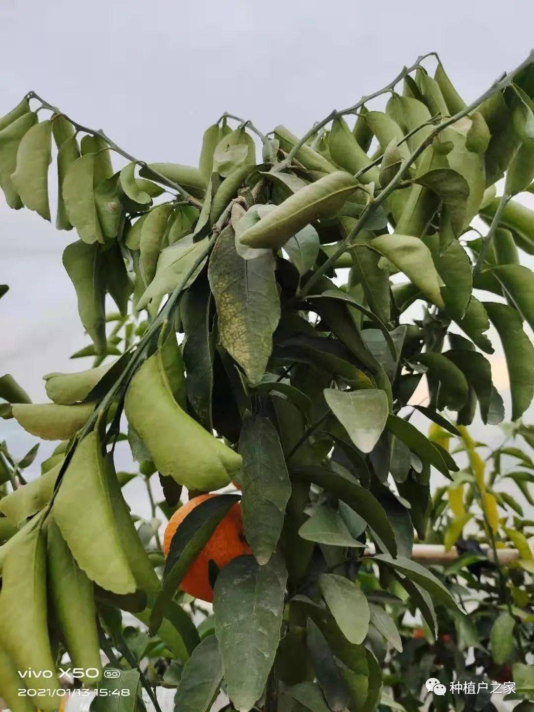 多地柑橘冻害严重灼伤也不少该如何补救