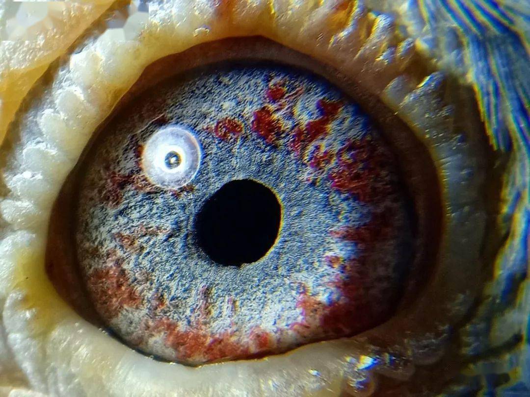 搜鸽图集 | 詹森系鸽眼赏析