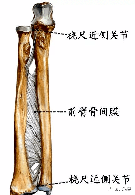 腕关节组成:桡骨下端关节面,尺骨下方关节盘组成关节窝,手舟骨,月骨