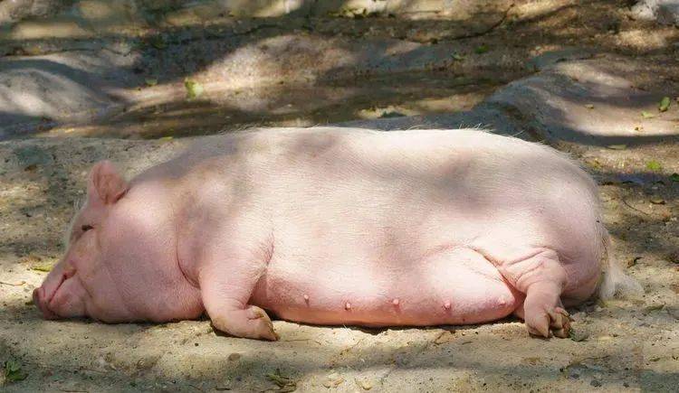 养母猪还能挣钱吗?1头一年还能挣5万元吗?