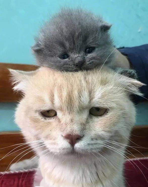 一脸不情愿的猫:“这不是我亲生的,走开!”