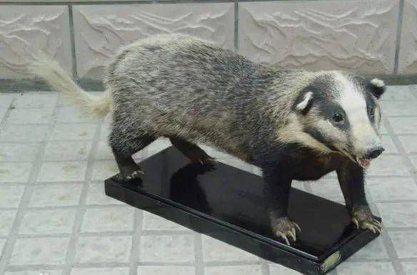 猪獾,又称沙獾,主要分布在东南亚部分国家.