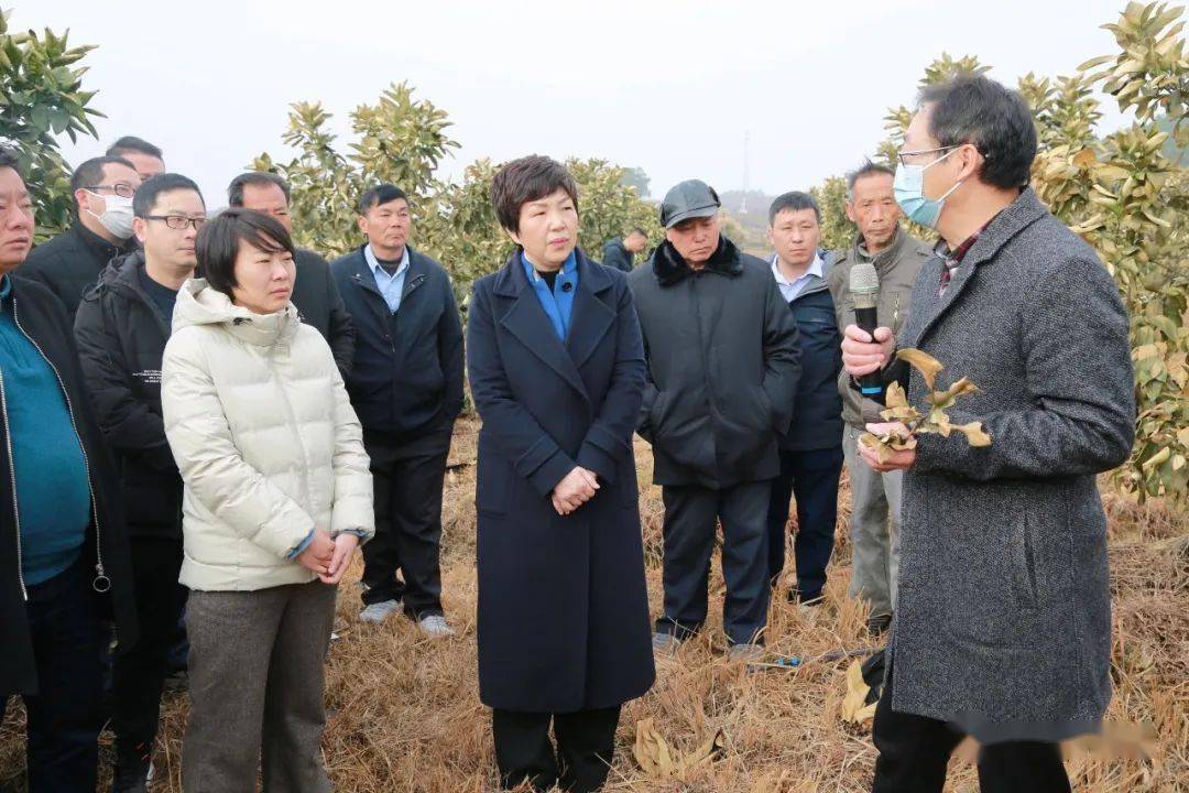 潘琍调研马家柚产销情况