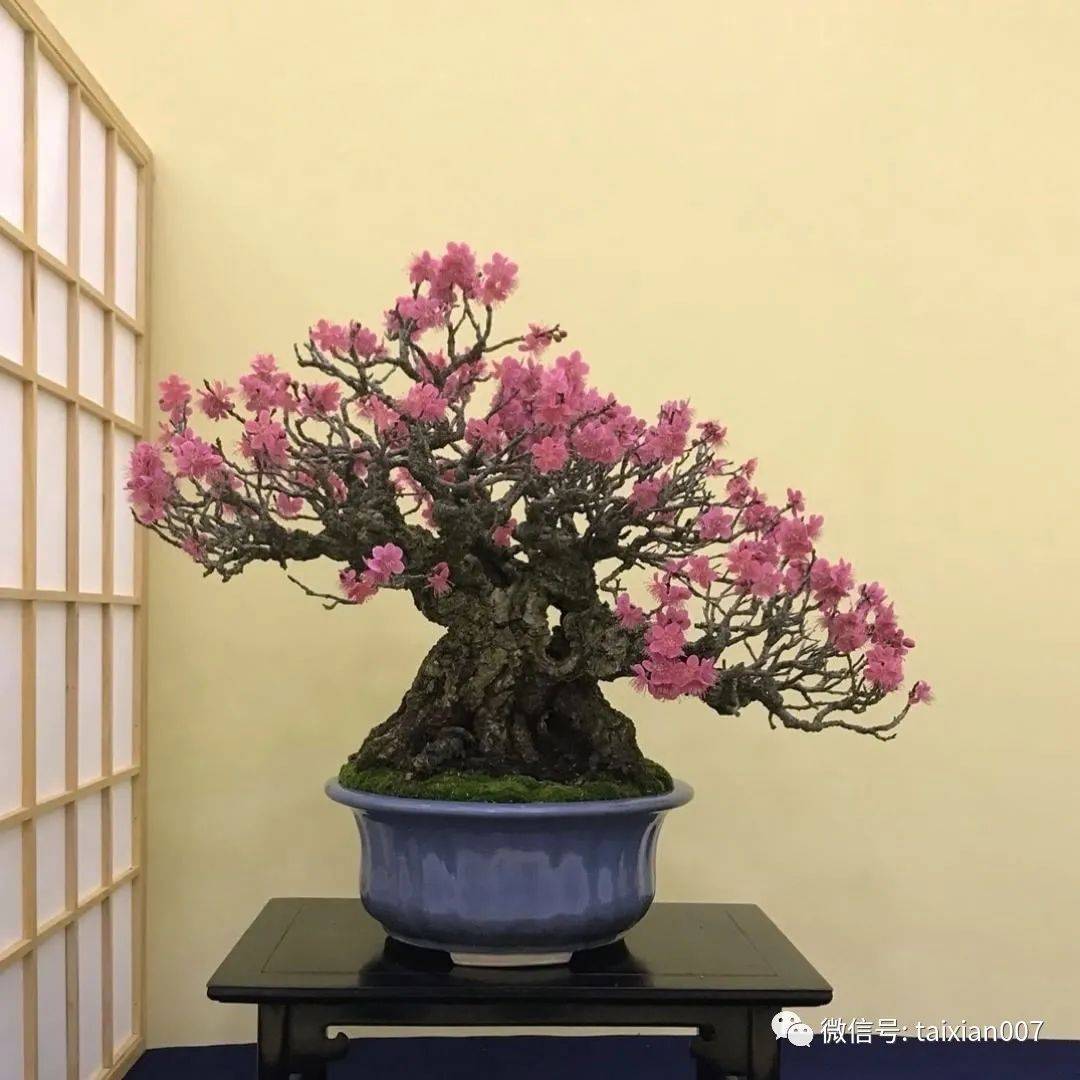 极品梅花盆景200款,绝对值得一看!