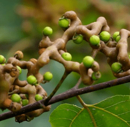 浦北这种野果你们吃过吗?有人叫它米粒子,也有人叫它"老鼠屎"
