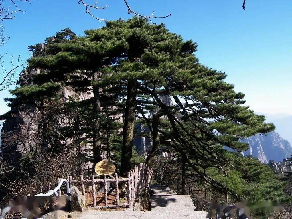 "寿比南山不老松",竟真实存在!见者增福长寿!