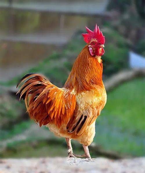 这道菜的源,必须是一只鸡.凡有治者,皆究其源,源清则流清,源浊则流浊.