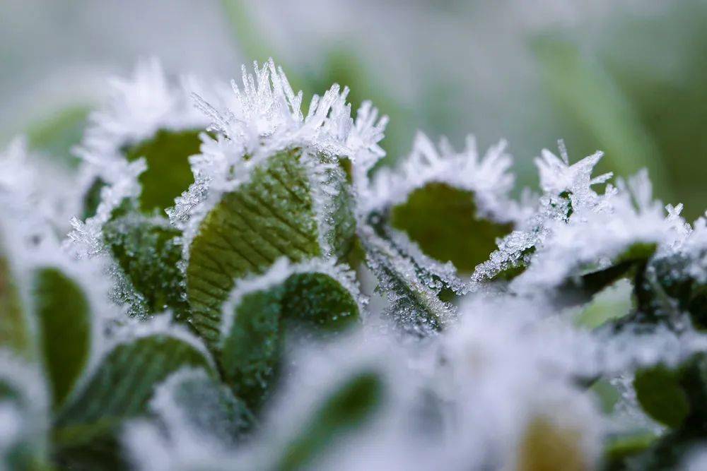 新的一天霜来报到
