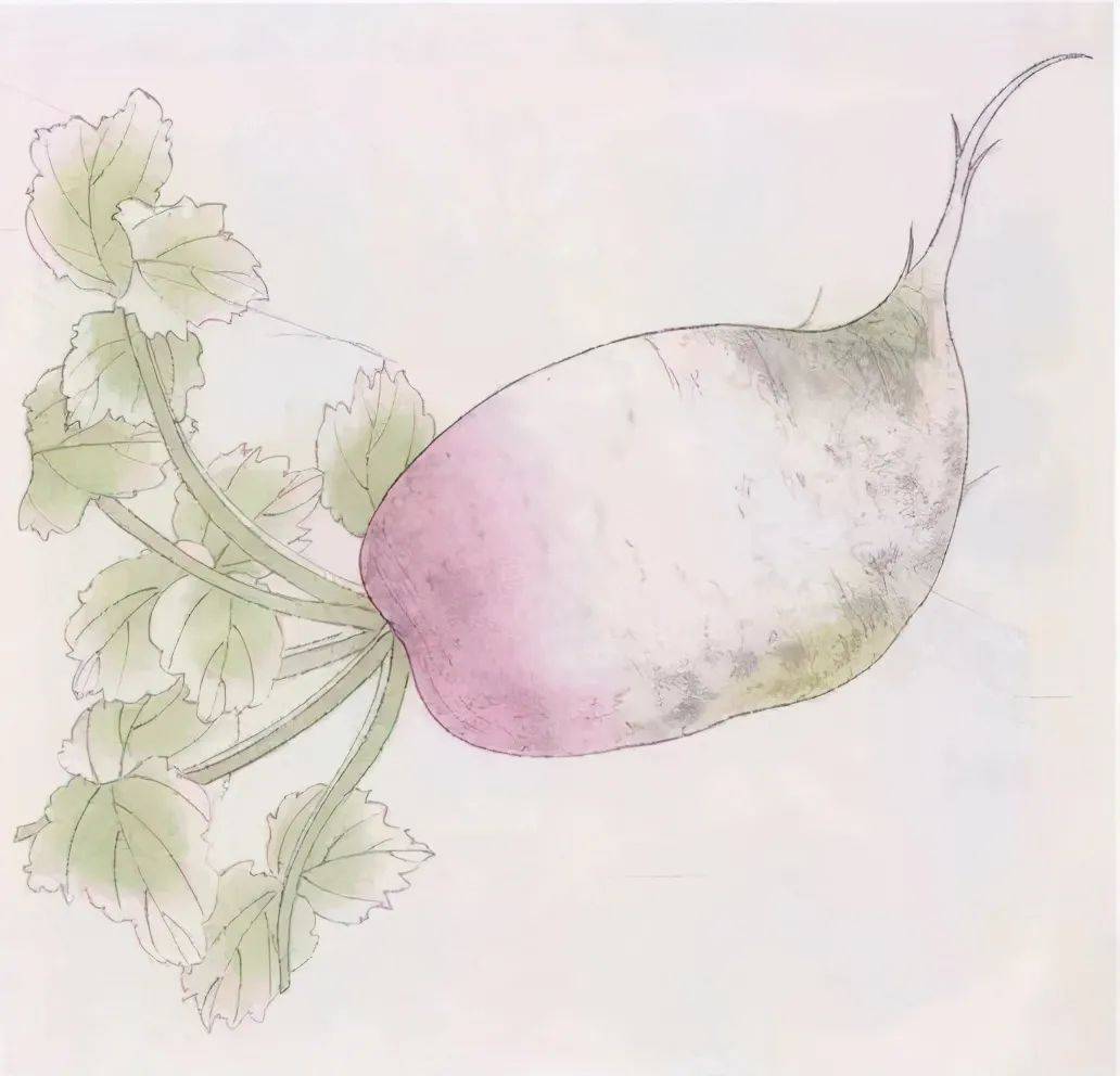 图文教程：工笔萝卜、丝瓜画法步骤_藤黄