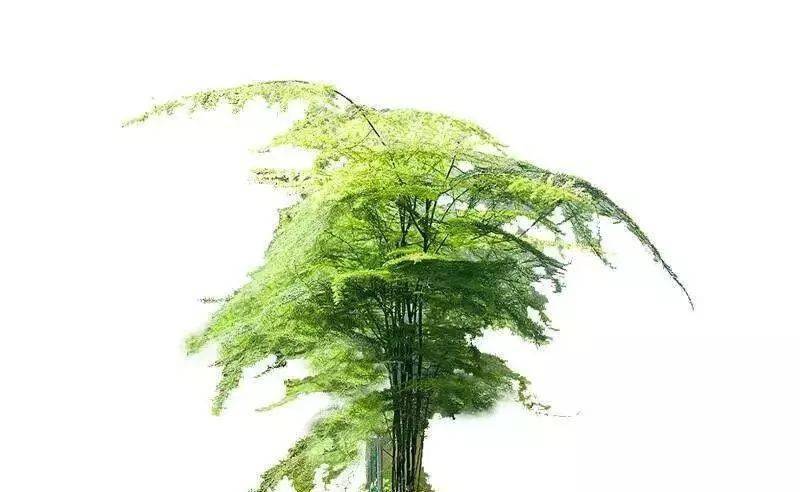 12生肖专属植物快看看你的是啥