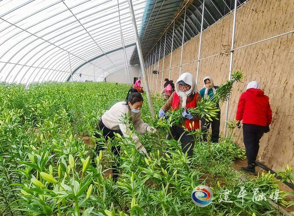 新城村:百合花种植拓宽增收渠道