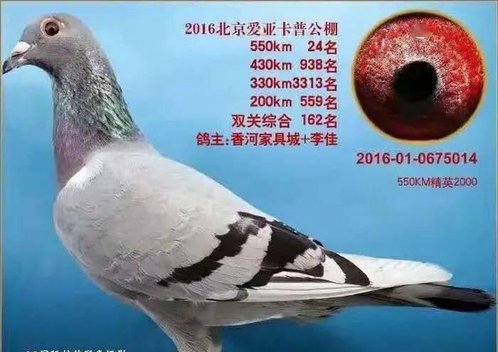 两只金母让他在大卡普赢了近千万