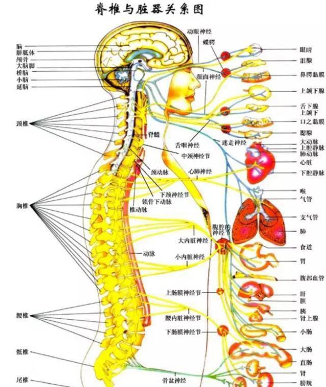 假设,今天某一处脊椎受压失衡,便会直接压迫到相邻的脊髓神经,同时也