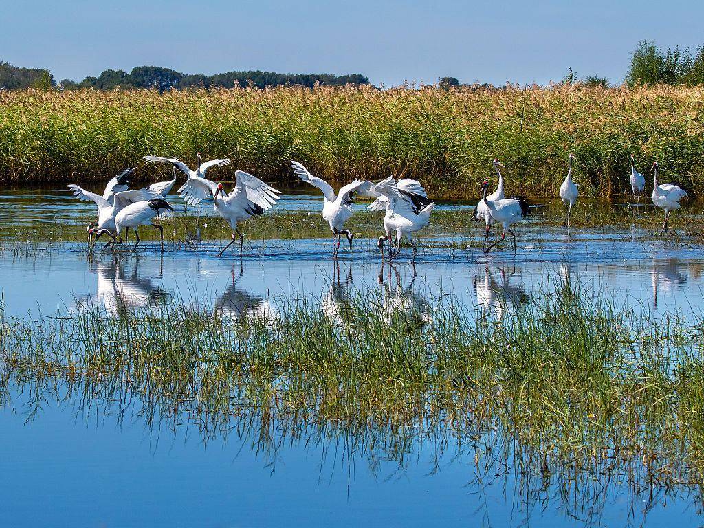 湿地保护法草案首次提请审议 来看看各省的“国际重要湿地”有多