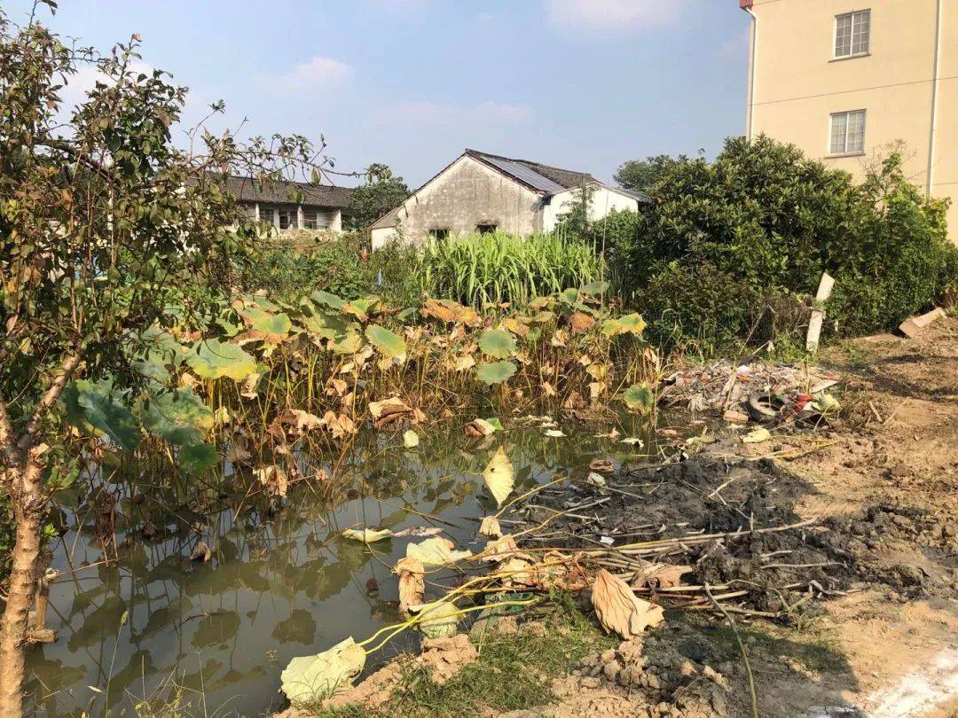 优美庭院 | 嘉兴级"优美庭院"创建成果展播——崇福镇新桥村_桐乡市