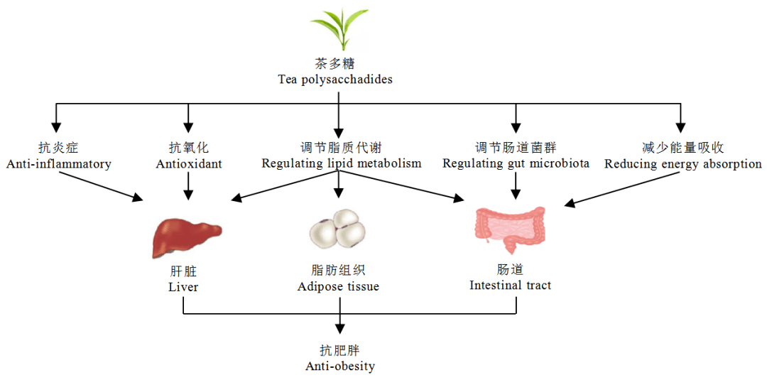 茶多糖调控肥胖作用研究进展