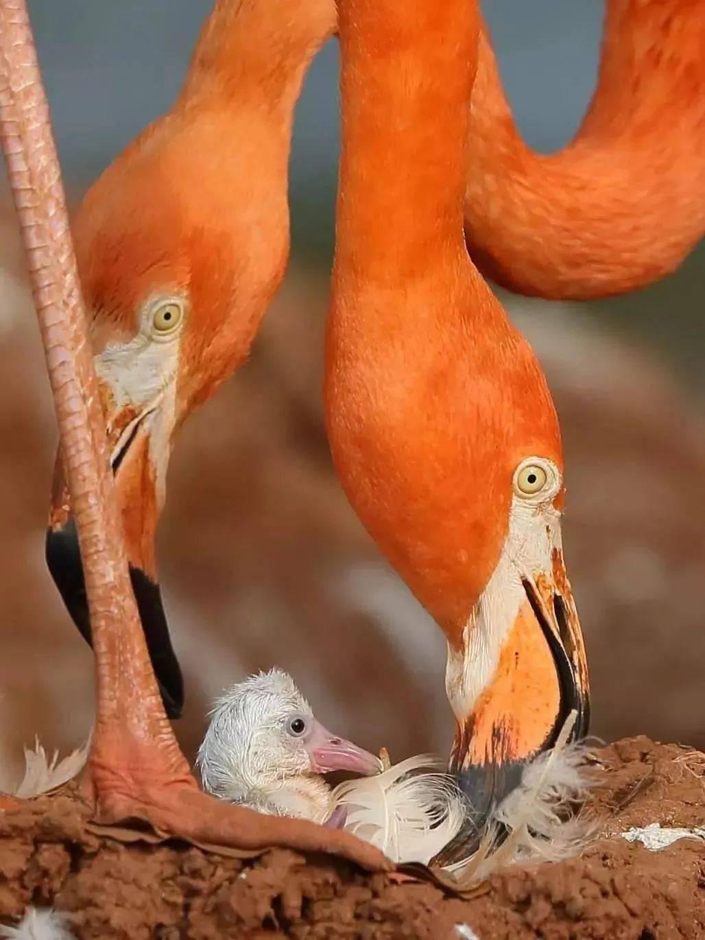 火烈鸟即将进入繁殖季一起静待新生命降生