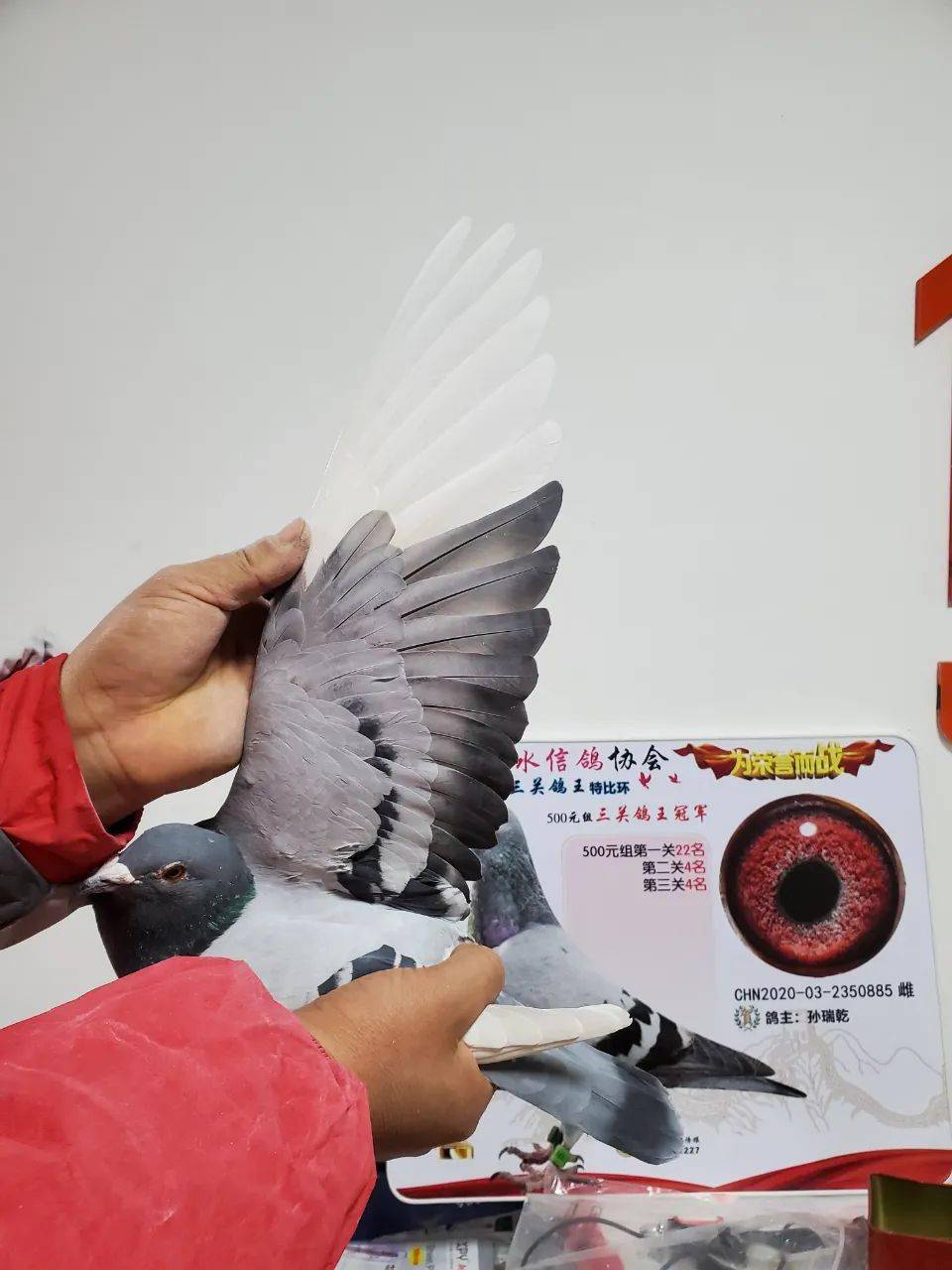 作出2羽顶级赛场的鸽王看看牛牛鸽舍强悍的林波尔