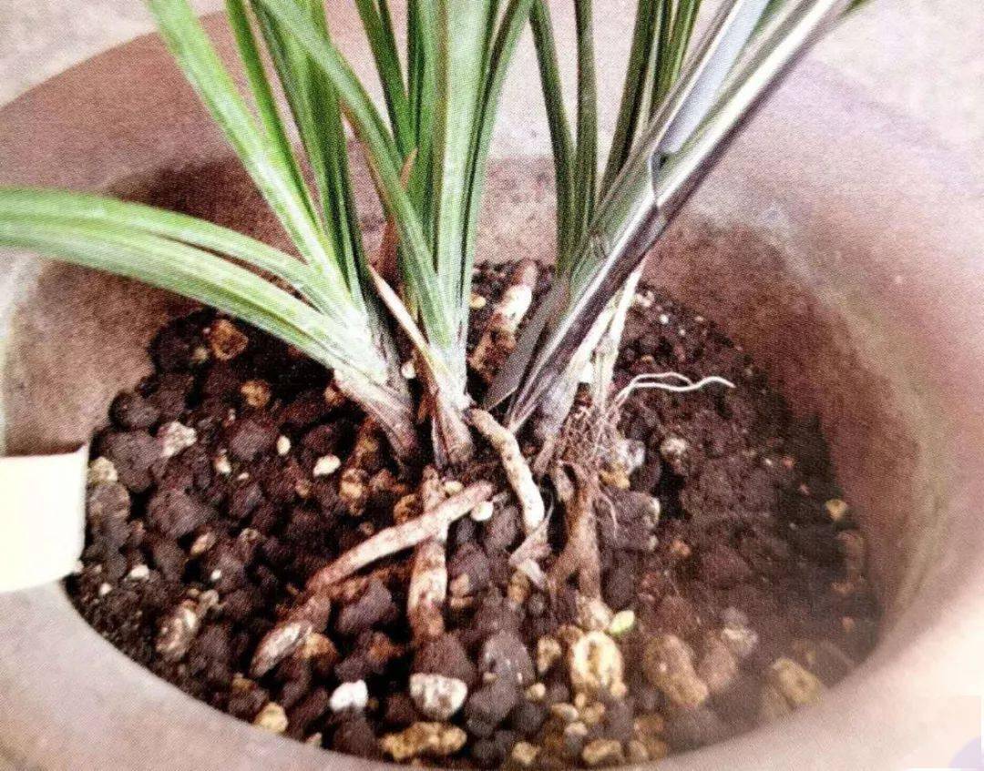 兰花催芽育苗新招分享,在盆内进行分株,不换盆发芽更快!