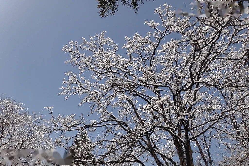 2021初雪來了誰是最可愛的人