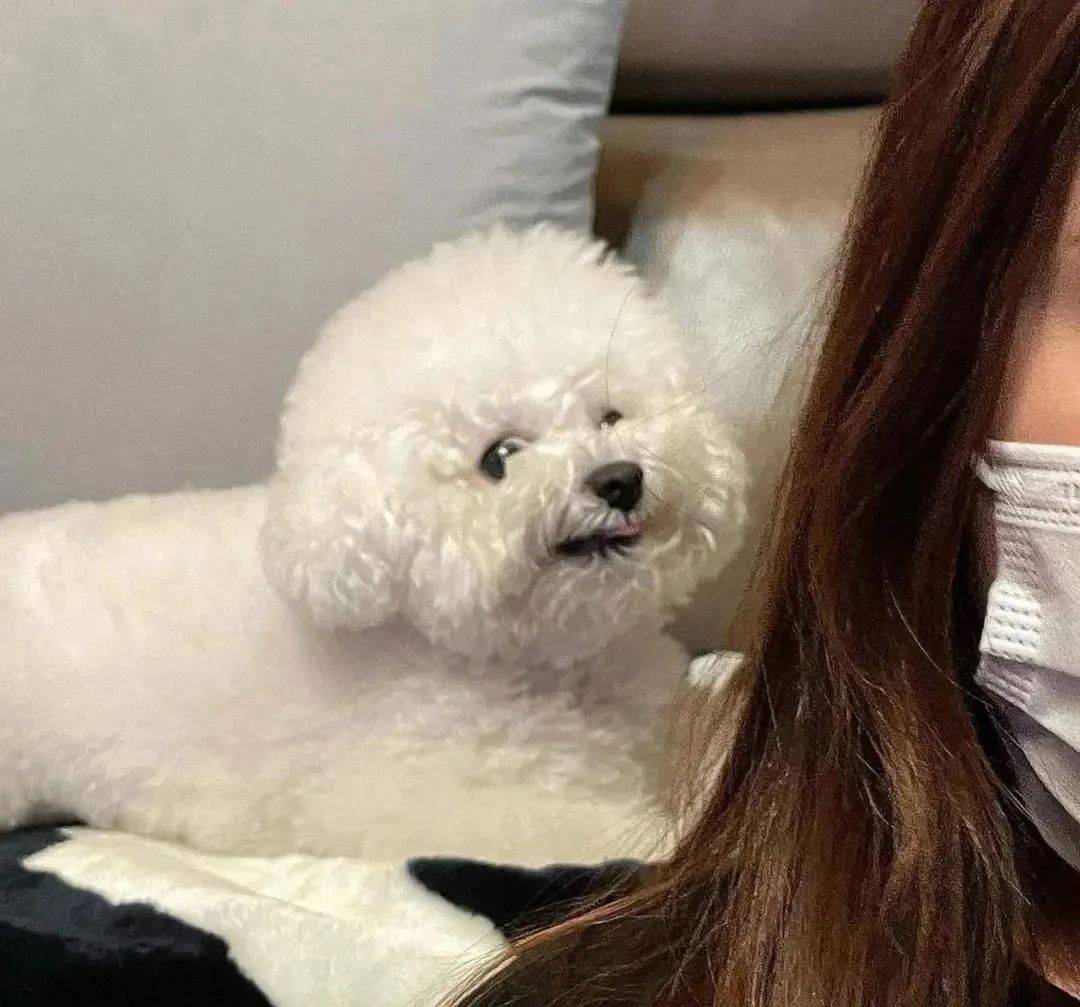 狗子超美背影可愛得像個棉花糖，然而當它轉過身來：這沙雕是誰！？ 萌趣萌寵 第11张