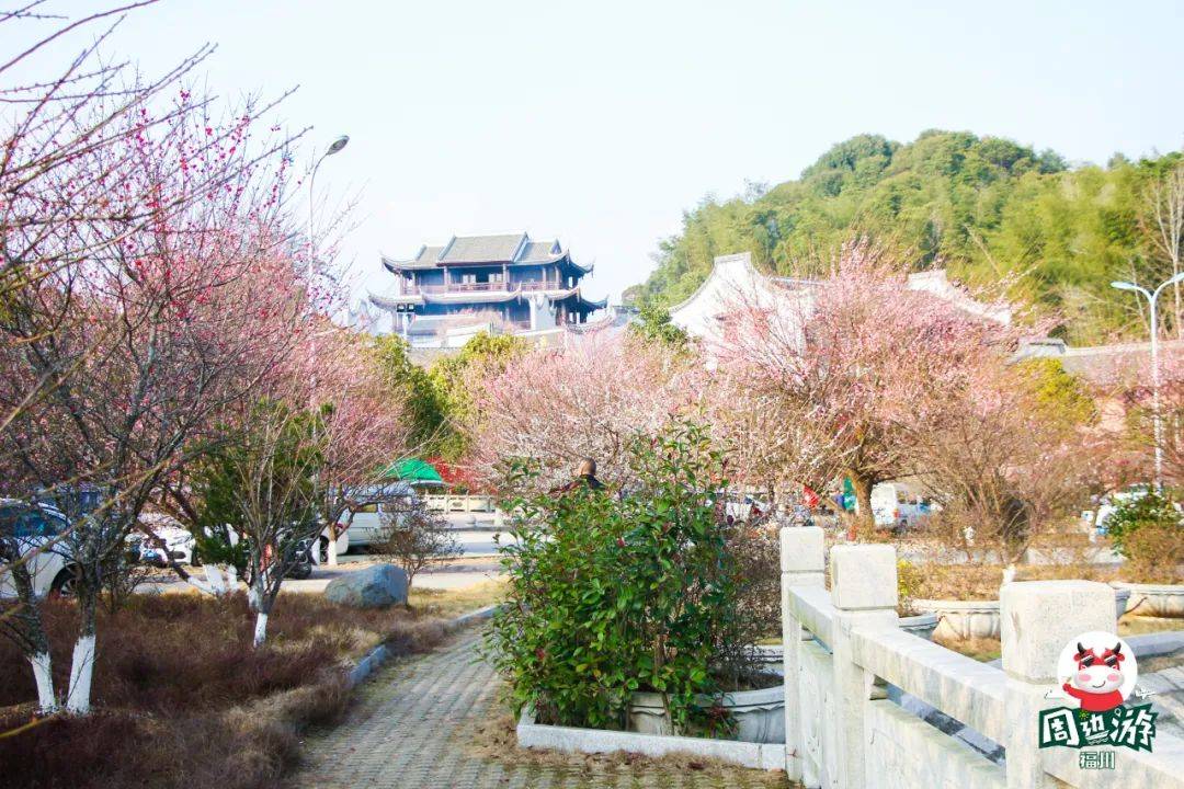 已到盛花期！林阳寺红梅开得正旺，今天就去！