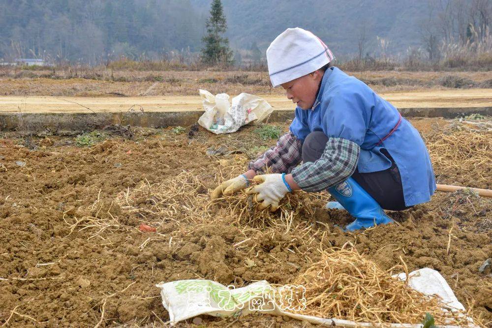 岗度镇人口_春节期间惠水县组织2100余名外出务工人员集中返岗