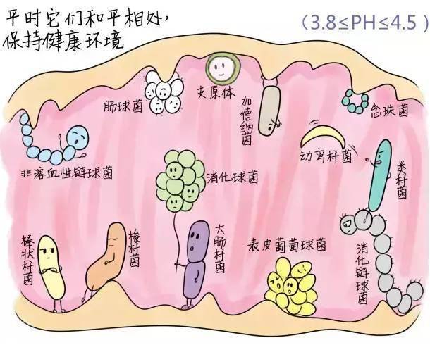 女性双阴性什么意思图片