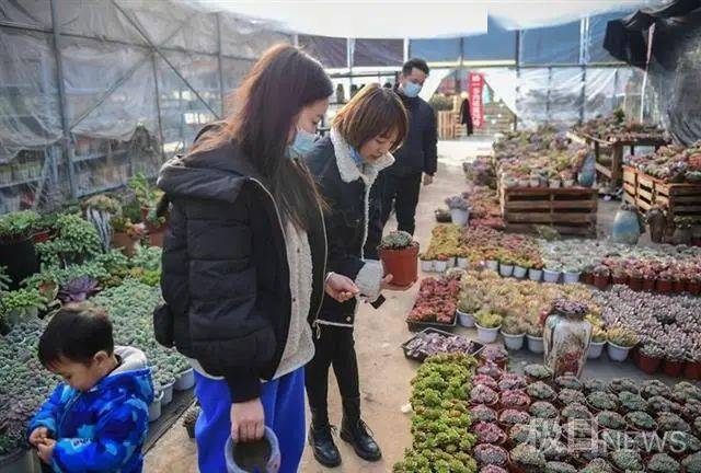 五里界花博园邀您买花过大年,采购 赏花模式开启!_花卉