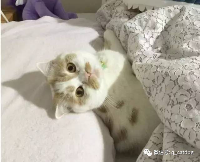 網友走進房間准備要睡覺時，貓咪的行為讓他哭笑不得… 萌趣萌寵 第6张