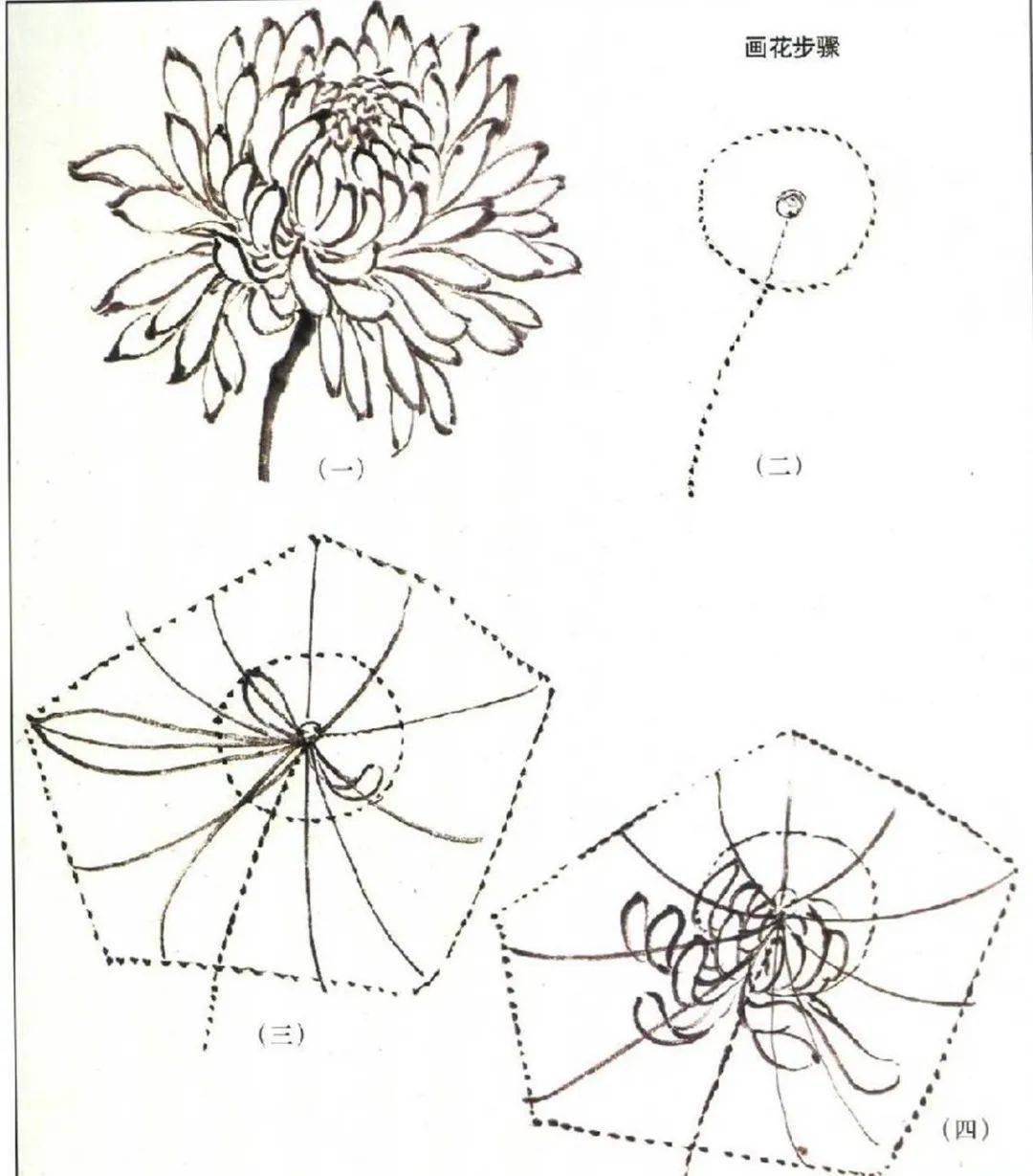 菊花的结构 图解图片