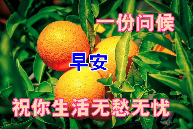 2021年1月27日最新早上好祝福语大全早上好问候语句子