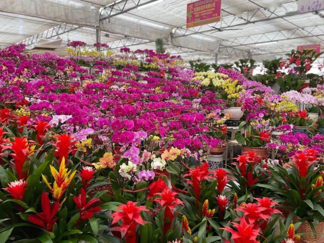 春节临近小编带您逛逛枯桃花卉市场