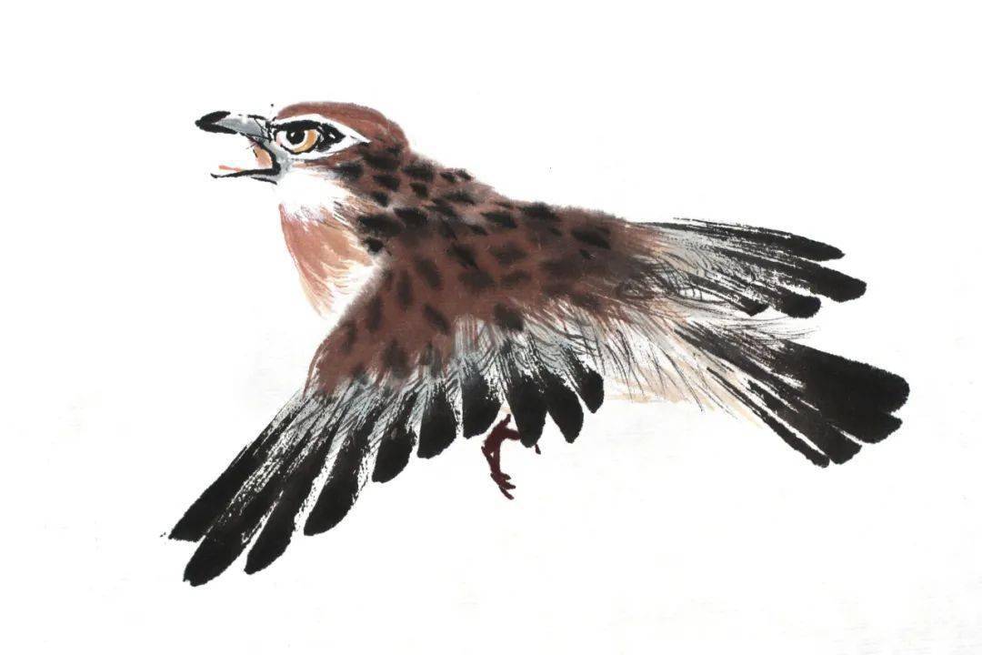 国画教程写意画眉绘制步骤