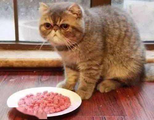 猫咪食欲不振老睡觉猫咪胃口不好老睡觉怎么办