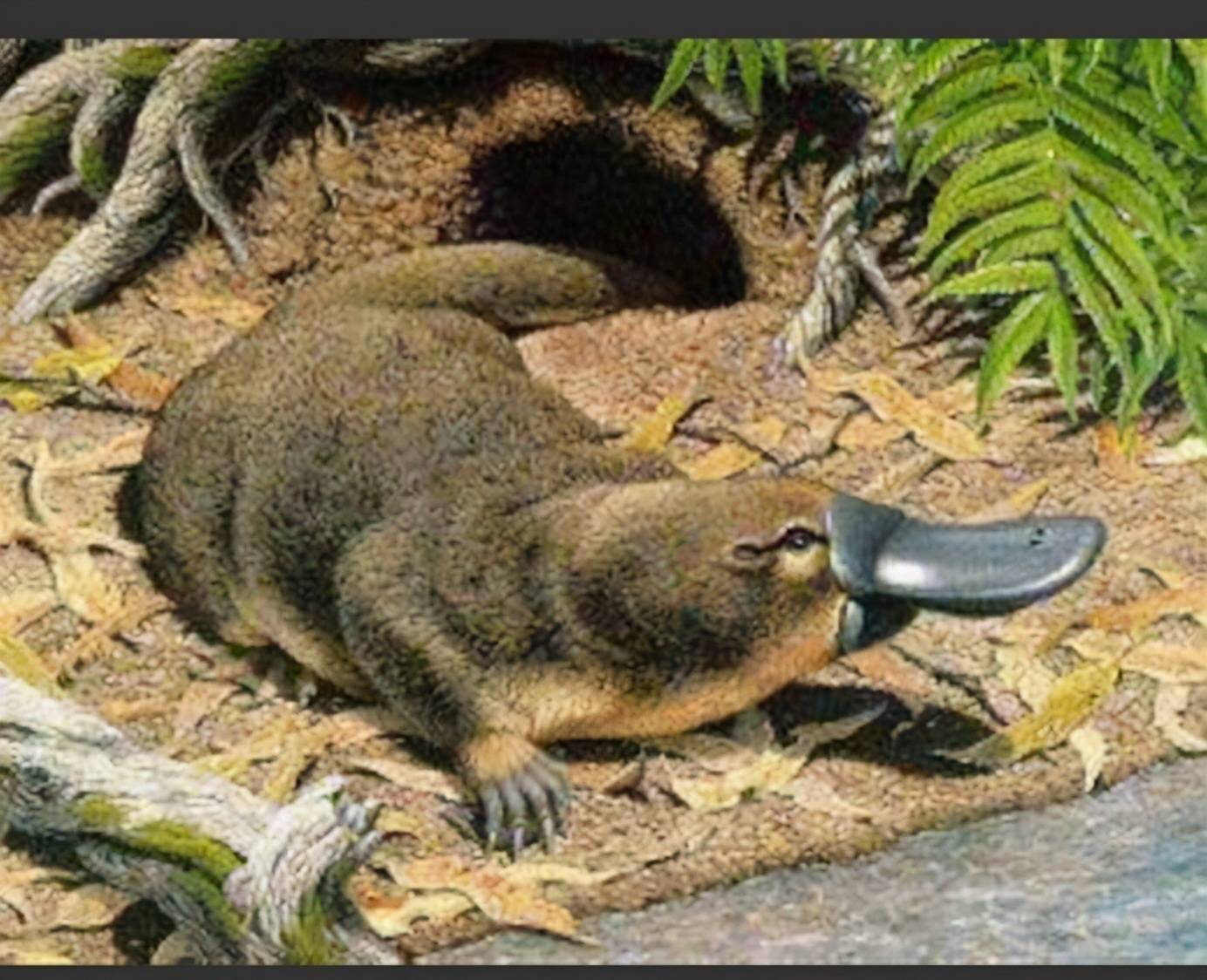 鸭嘴兽有多神奇像鸭子一样产卵生仔却像人类一样哺乳