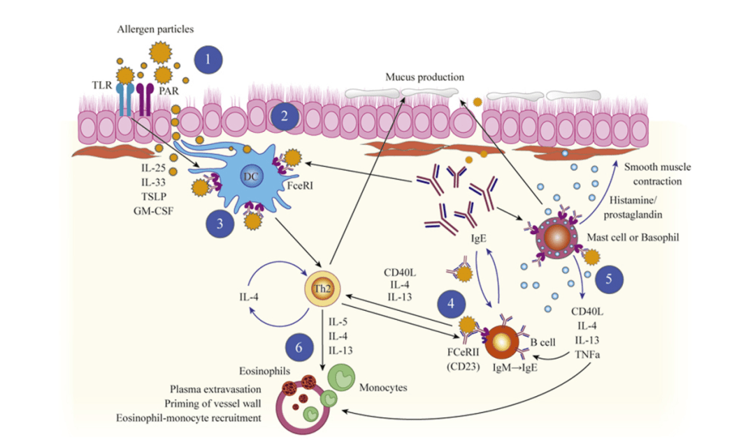 气道的上皮细胞可以捕获尘螨过敏原,尘螨过敏原可以破坏上皮细胞间的