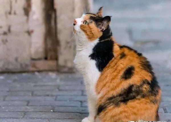 三花猫,它是来自上天给宠主的宝藏福利_搜狐网 三花猫,它是来自上天给宠主的宝藏福利_搜狐网