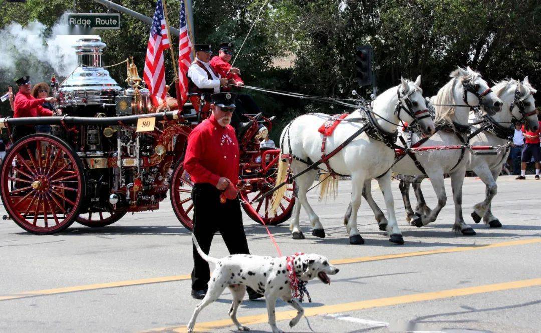 为什么美国消防犬要用斑点狗?