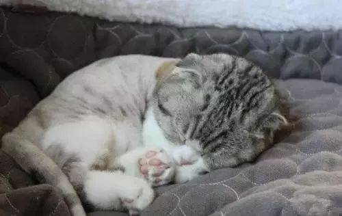 猫咪食欲不振老睡觉 猫咪胃口不好老睡觉怎么办 食物