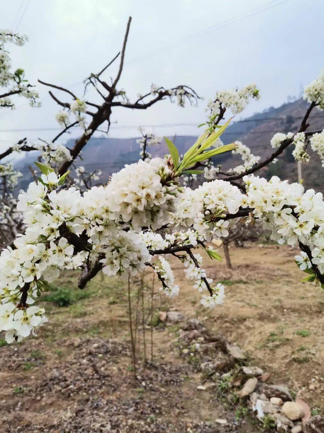 信宜钱排李花已灿烂绽放来咱们一起云赏
