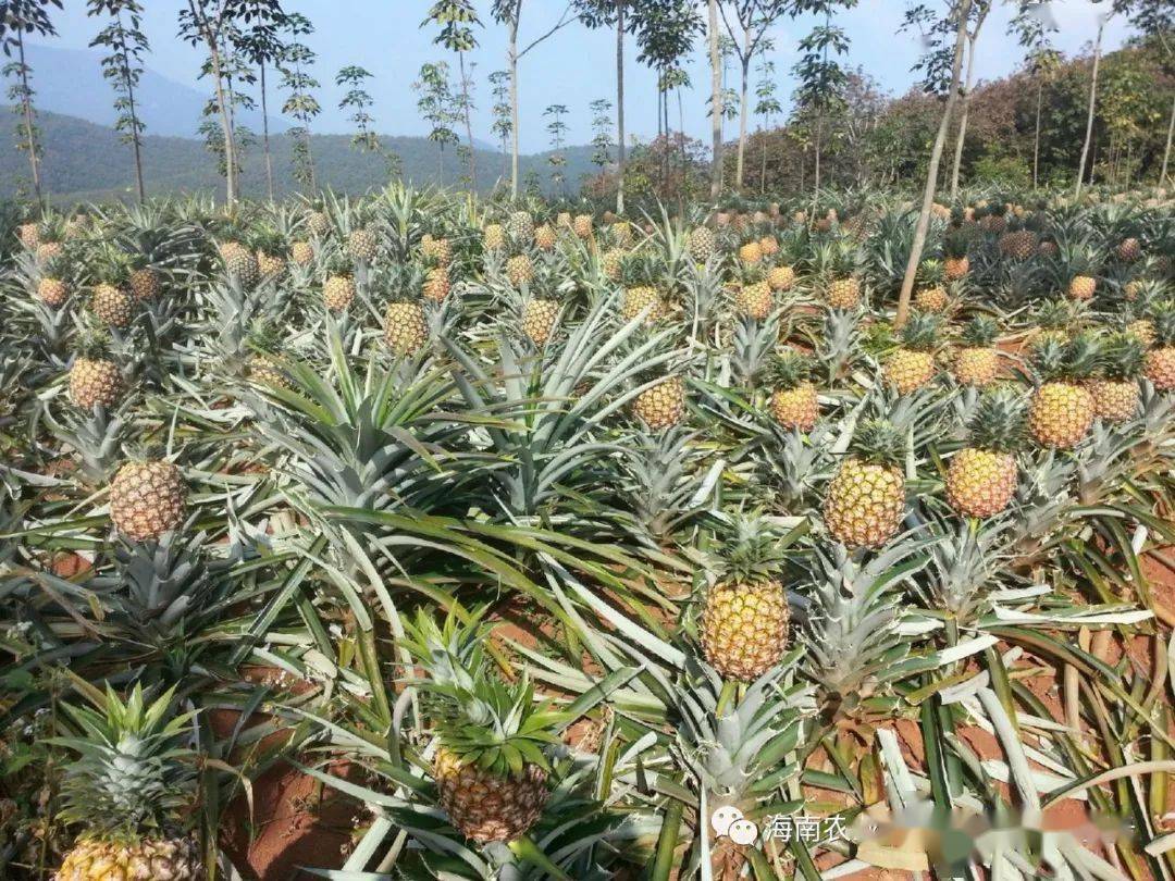 如何种植菠萝 09257959055246408628210b9872a8a9.jpeg