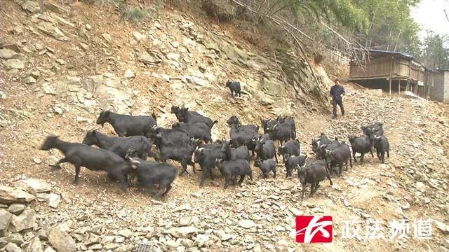 28只羊离奇失踪有9只内脏被掏空 养殖户彻夜蹲守看见神秘生物（图）