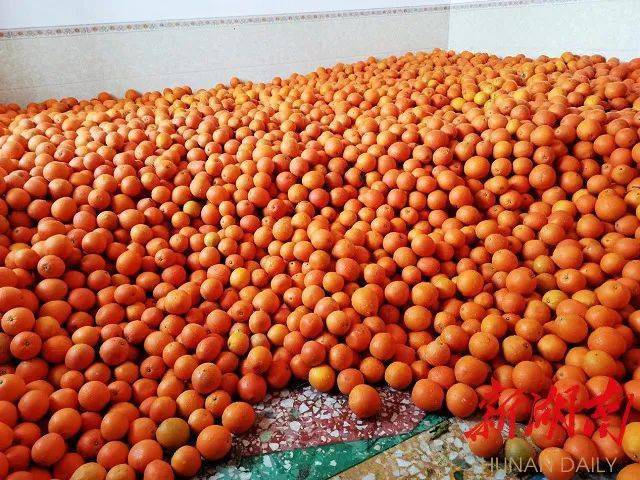 涟源5万余斤脐橙滞销,谁来帮个甜蜜的忙?_手机搜狐网