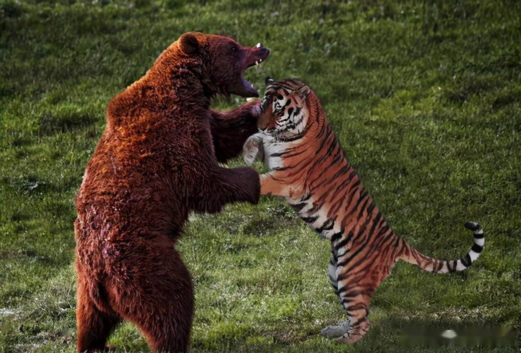 东北虎vs棕熊图片
