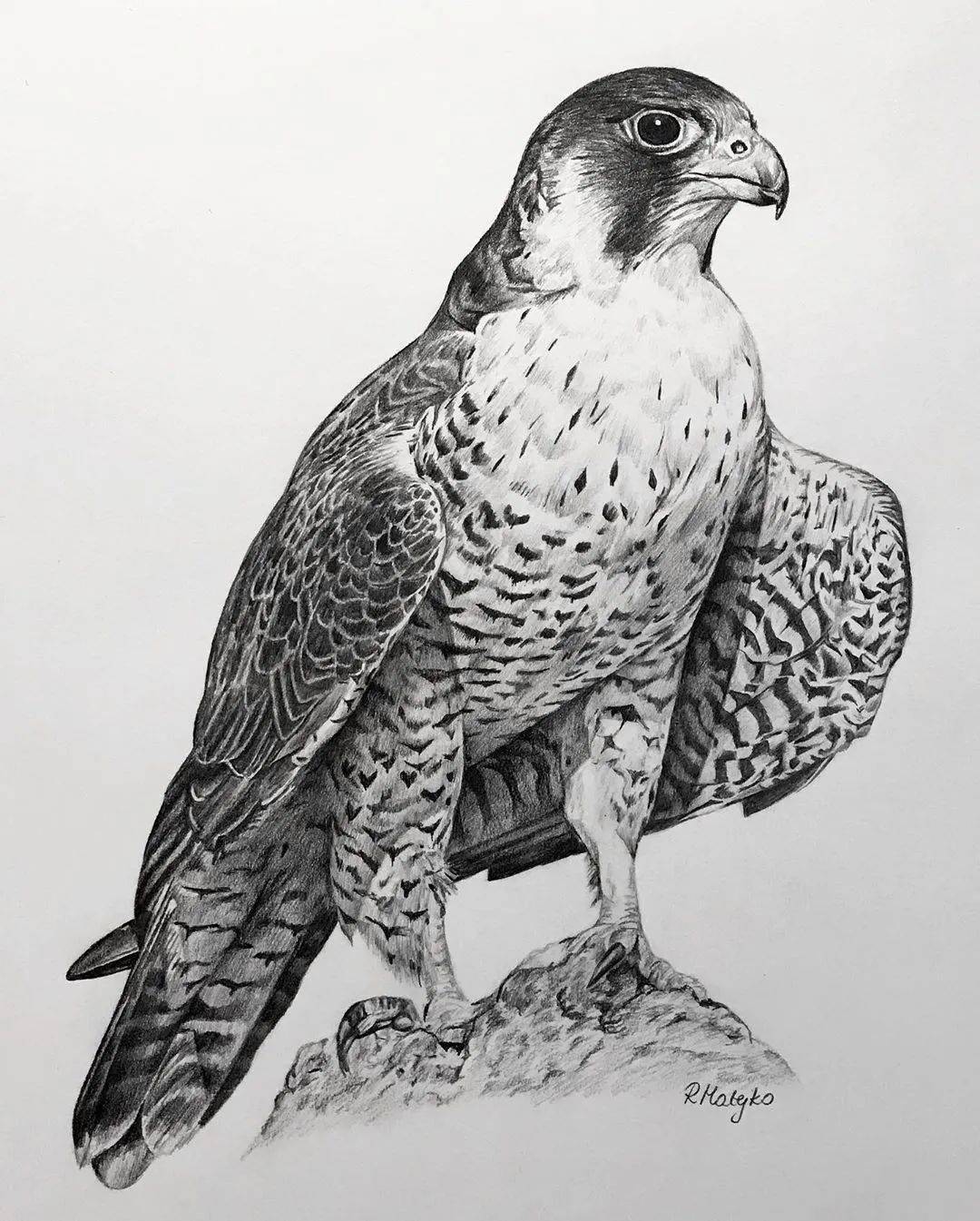 8小时画了一只猎鹰活灵活现的各种鸟类素描果断收藏